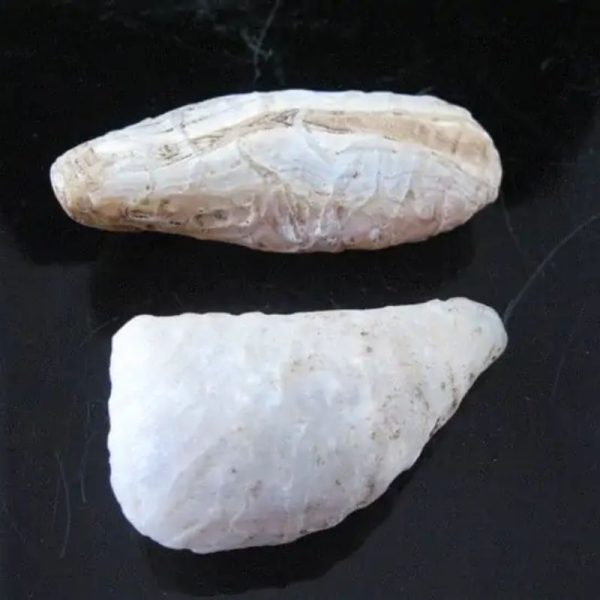 White Leech Fossil - A - Image 2