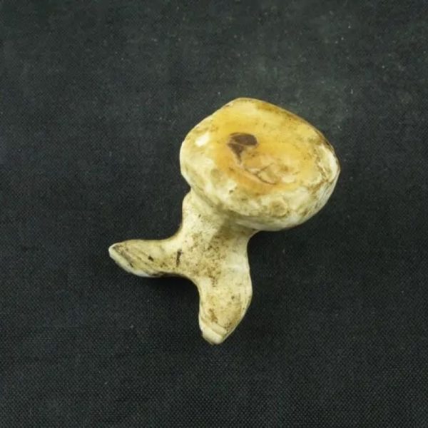 White Sanca Snake Horns - Type A13 - Image 2