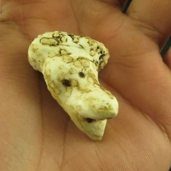 White Sanca Snake Horns - Type B2 - Image 3