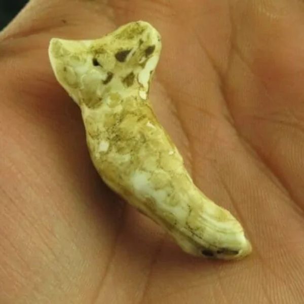 White Sanca Snake Horns - Type B6 - Image 3