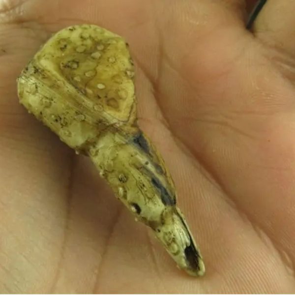 White Sanca Snake Horns - Type B8 - Image 3