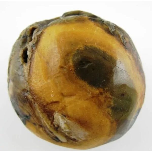 Dewa Pearl -Type H - Image 3