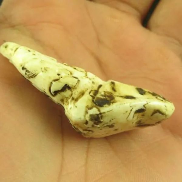 White Sanca Snake Horns - Type B11 - Image 3
