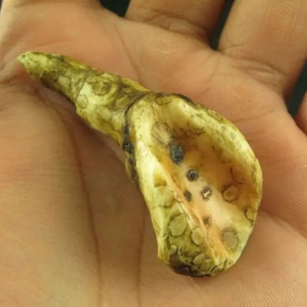 White Sanca Snake Horns - Type C1 - Image 3