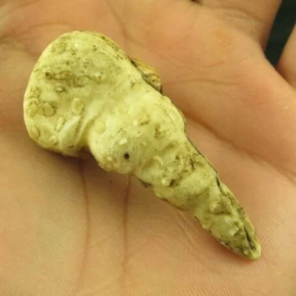 White Sanca Snake Horns - Type C2 - Image 3
