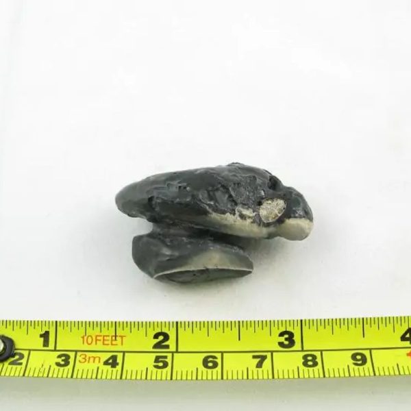 Dewa Pearl - Type G - Image 3