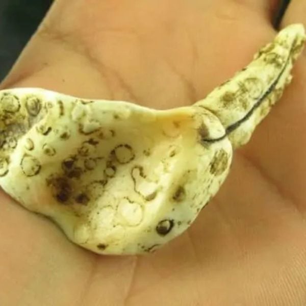 White Sanca Snake Horns - Type C10 - Image 3