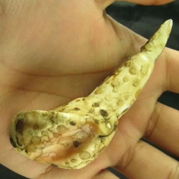 White Sanca Snake Horns - Type D1 - Image 3