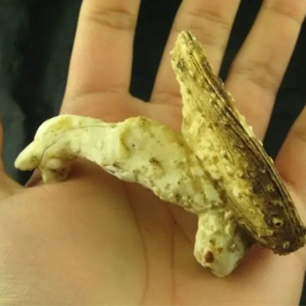 White Sanca Snake Horns - Type D6 - Image 3