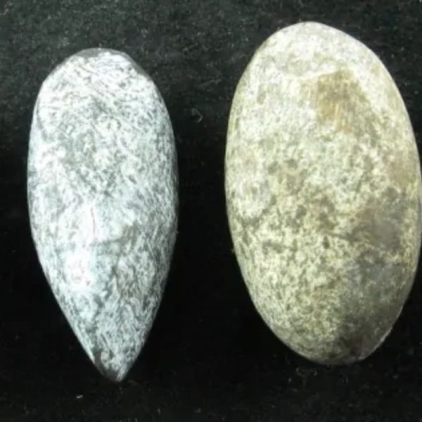 Tiger Pearl - Type V1 - Image 3
