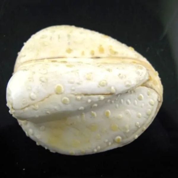 White Sanca Snake Horns - Type D7 - Image 3