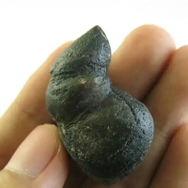 Black Centipede Horn - Type C1 - Image 3