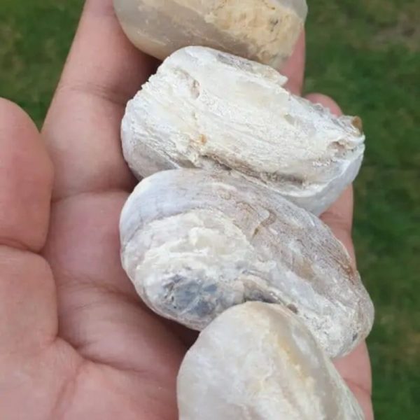 Rhinoceros Pearl - Type K - Image 3