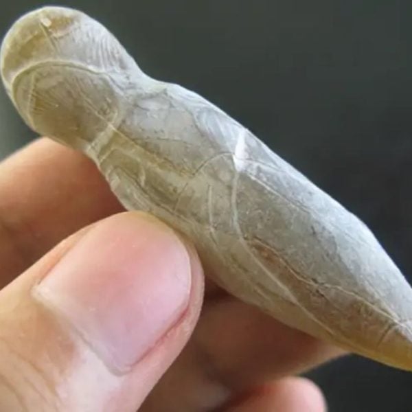 Leech Fossil - Type B1 - Image 3