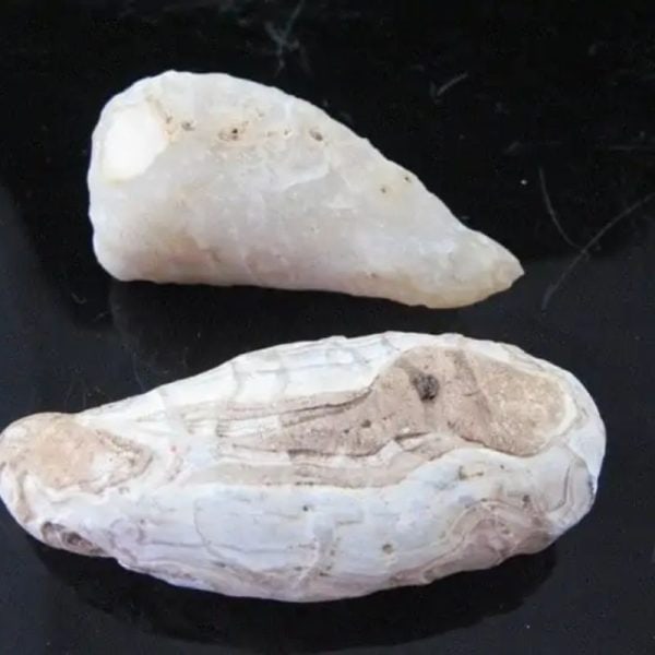 White Leech Fossil - A - Image 3