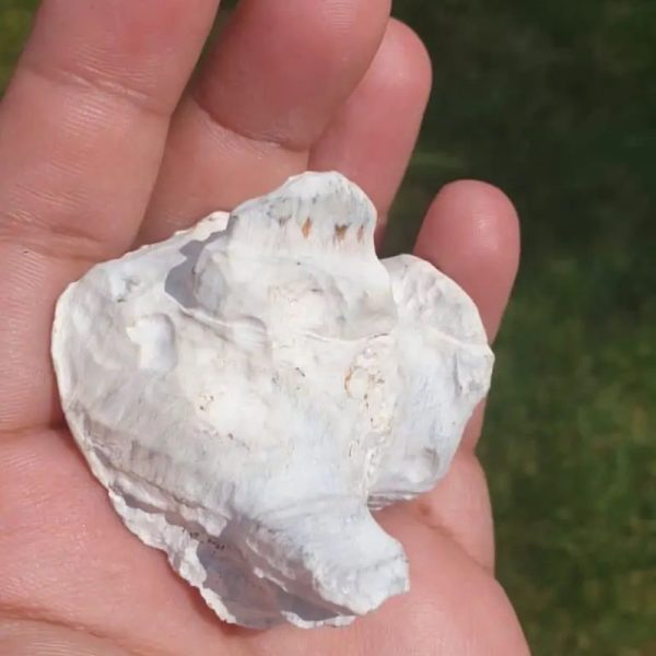 Rhinoceros Pearl - Type J1 - Image 4
