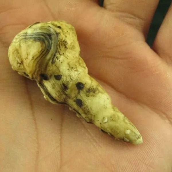 White Sanca Snake Horns - Type C2 - Image 4