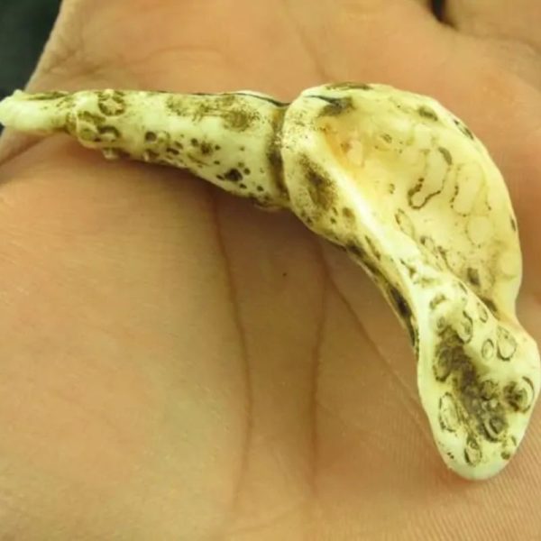 White Sanca Snake Horns - Type C10 - Image 4
