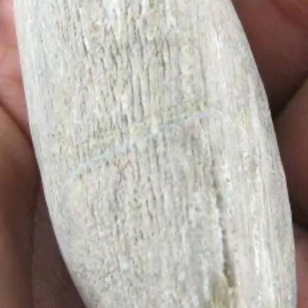 Nagasari Wood - Fossilized - Image 4