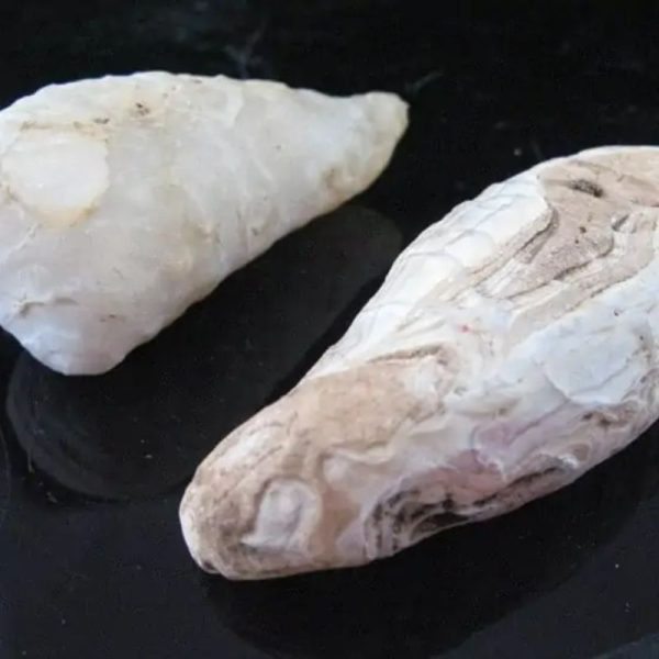 White Leech Fossil - A - Image 4