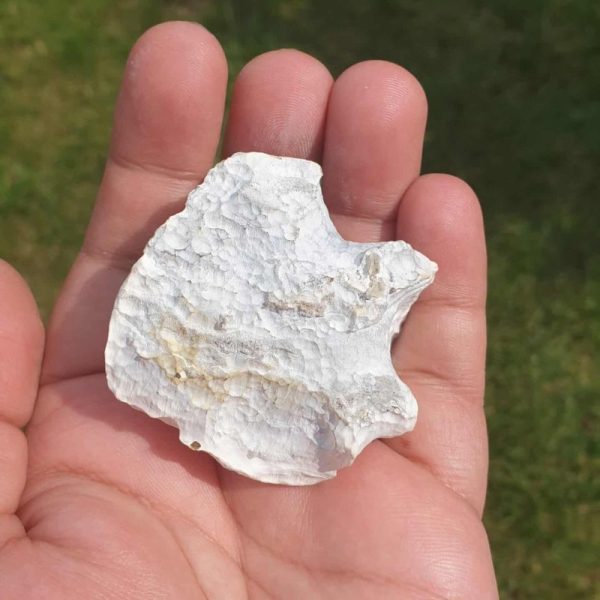 Rhinoceros Pearl - Type J1 - Image 2