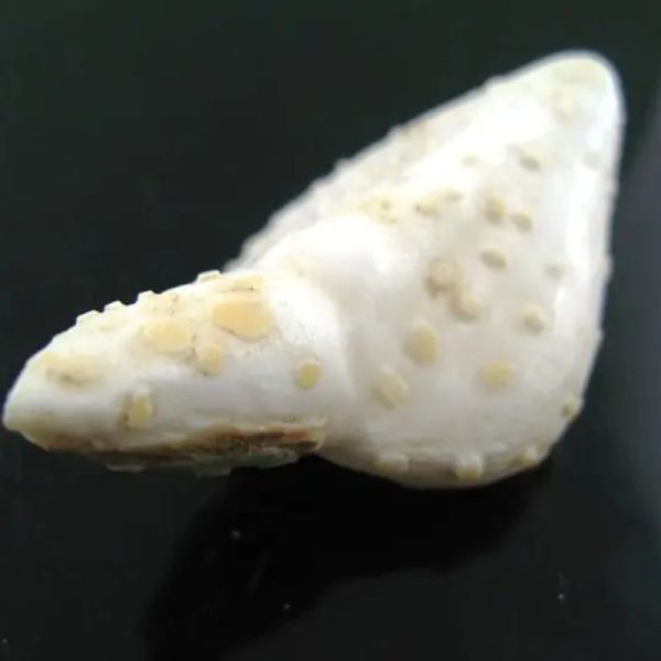 White Sanca Snake Horns - Type D8 - Image 4