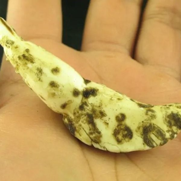 White Sanca Snake Horns - Type C3 - Image 5