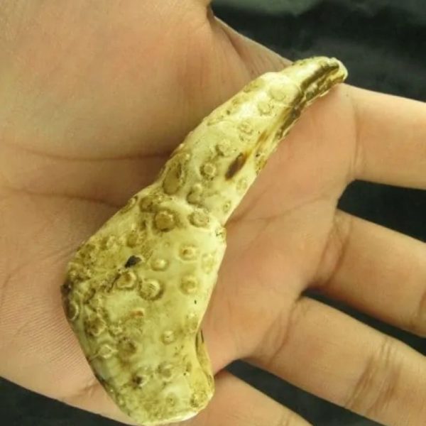 White Sanca Snake Horns - Type D1 - Image 5