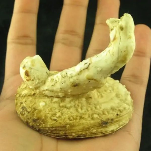 White Sanca Snake Horns - Type D6 - Image 5