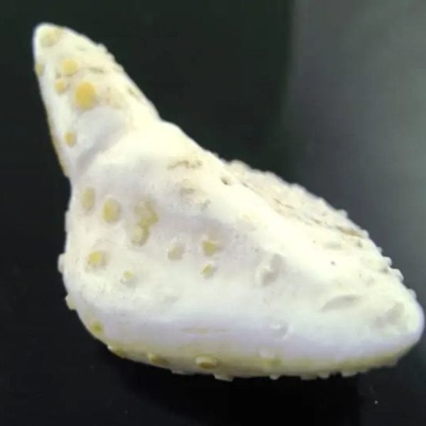 White Sanca Snake Horns - Type D8 - Image 5