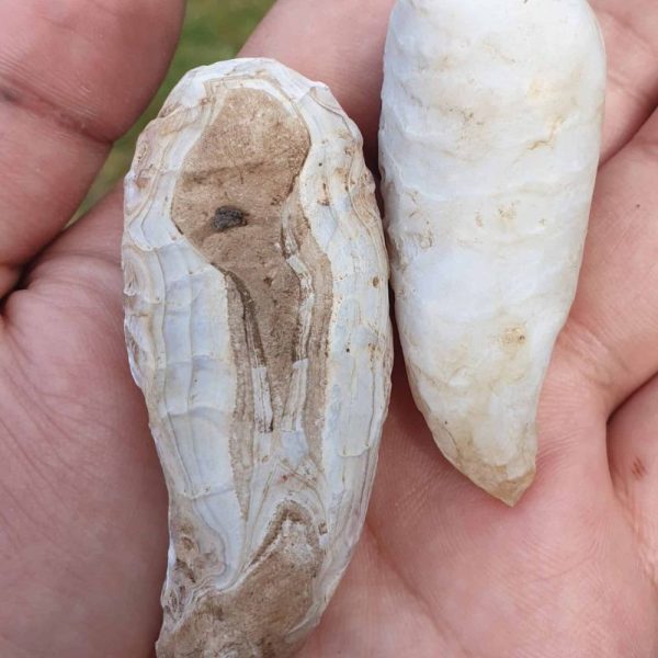 White Leech Fossil - A - Image 6