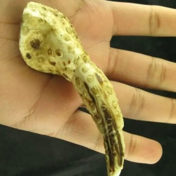 White Sanca Snake Horns - Type D1 - Image 6