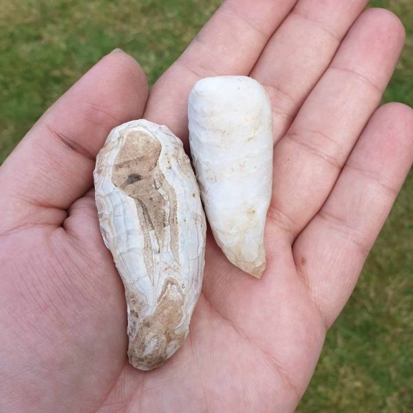 White Leech Fossil - A - Image 7