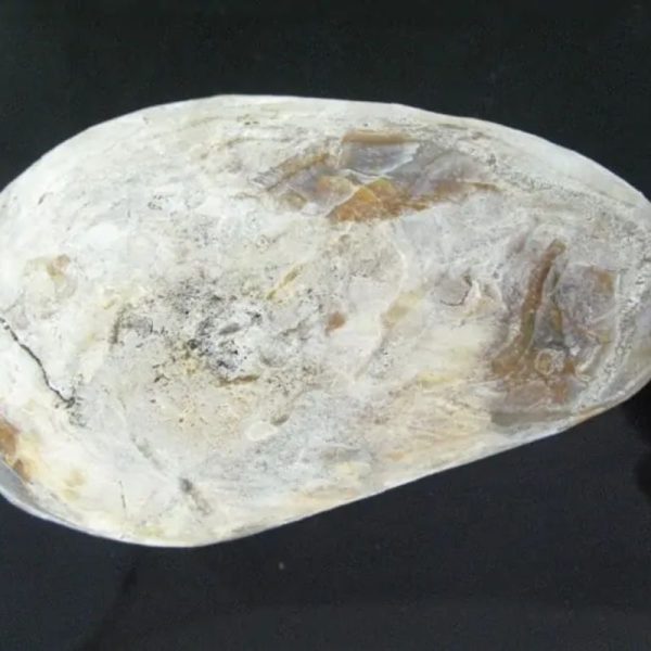 Large Earth Bumi Pearl - Type D1 - Image 2