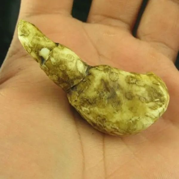 White Sanca Snake Horns - Type C1 - Image 4