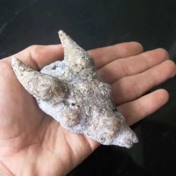 Dragon Head - Type FDH 4