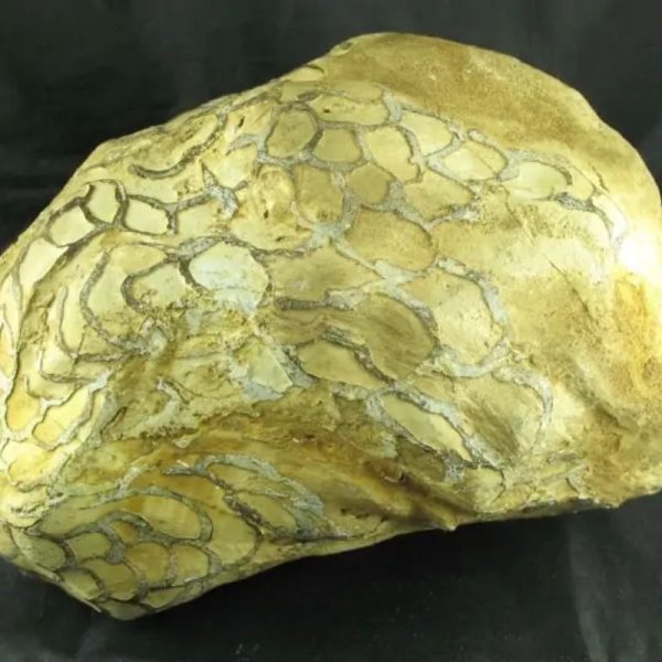 Dragon Head - Type A - SOLD - Image 6