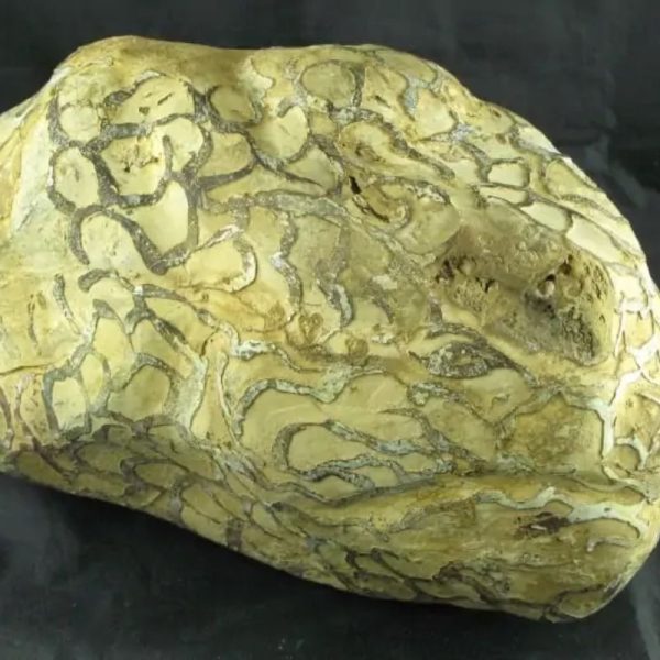 Dragon Head - Type A - SOLD - Image 5