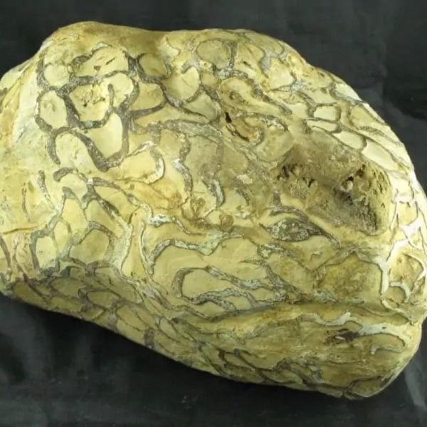 Dragon Head - Type A - SOLD - Image 3