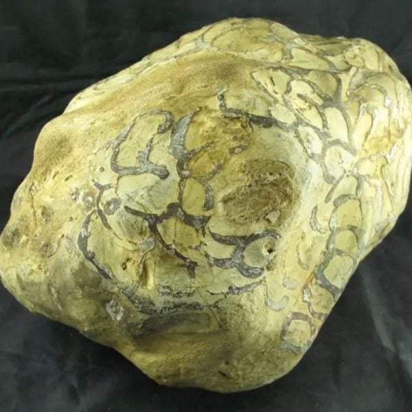 Dragon Head - Type A - SOLD - Image 2