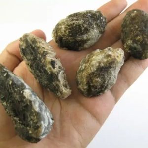 Dragon Scale Fossil - Type A1