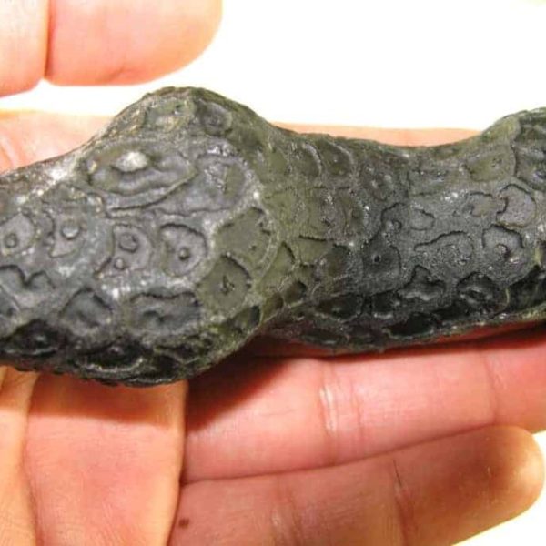 Javanese Dragon Stone - Type E - Image 6