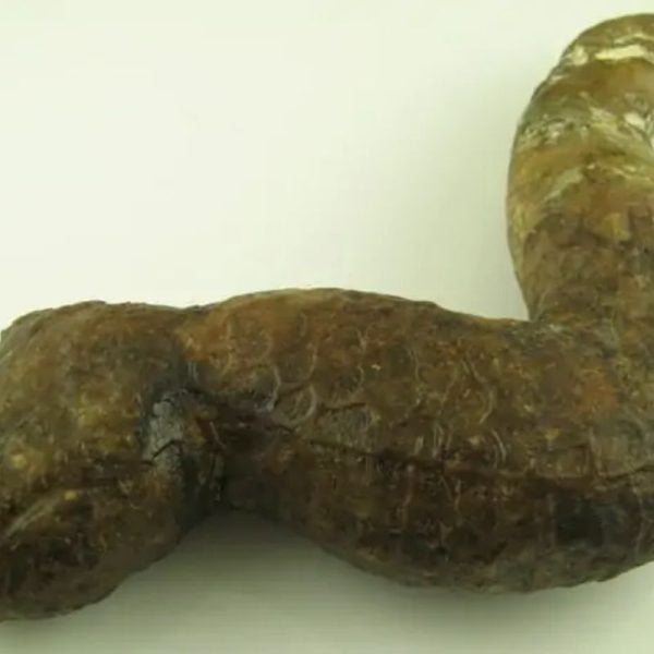 Javanese Dragon Stone - Type A2 - Image 4