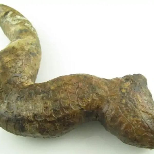 Javanese Dragon Stone - Type A2 - Image 3