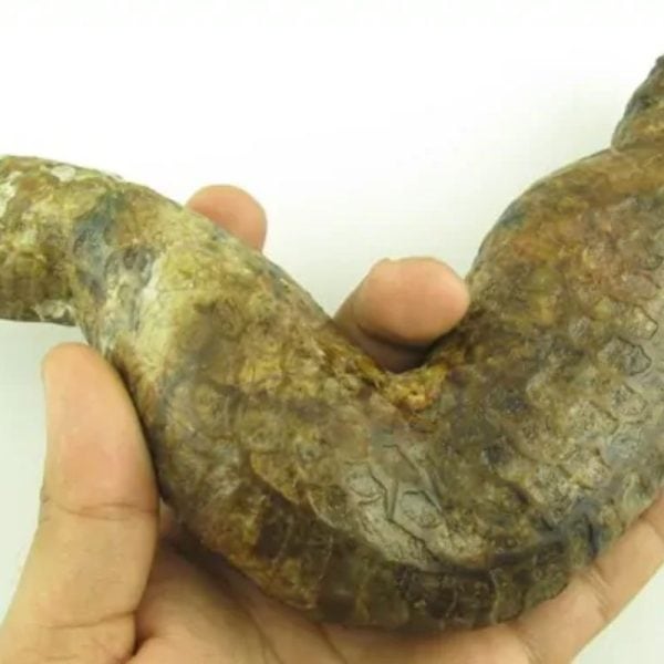 Javanese Dragon Stone - Type A2 - Image 2
