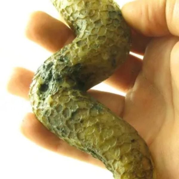 Javanese Dragon Stone - Type B1 - Image 3