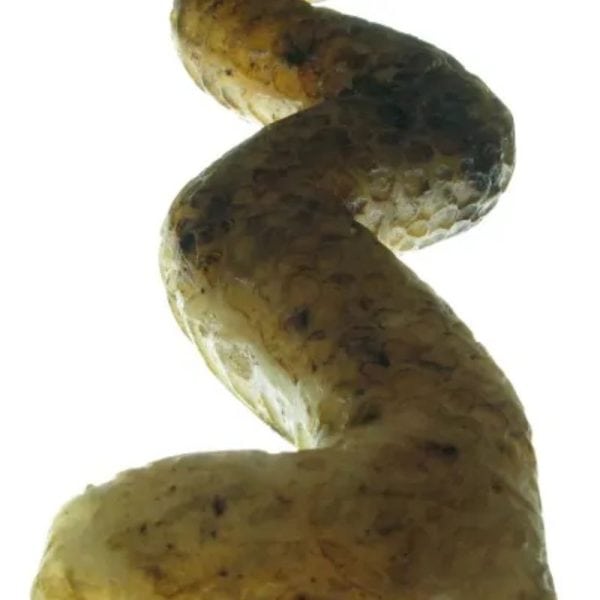 Javanese Dragon Stone - Type B1 - Image 2