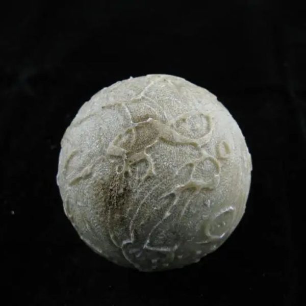 Earth Bumi Pearl Type D - Image 3
