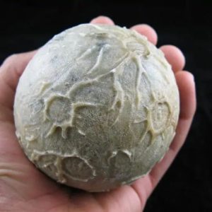 Earth Bumi Pearl Type C