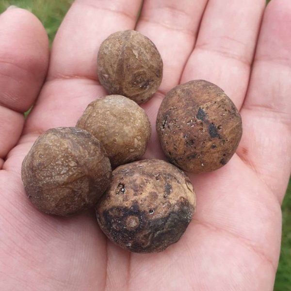 Lightning Pearls - Type A1 - Image 3